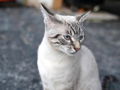 Милый котик 1