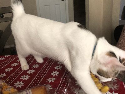 Милый котик 2