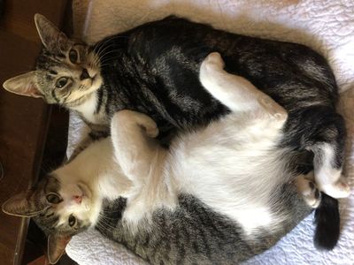 Милый котик 4