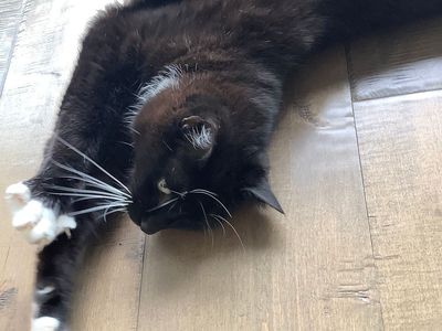 Милый котик 5