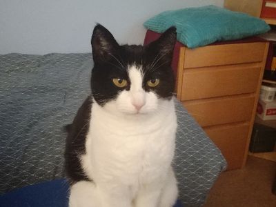 Милый котик 6