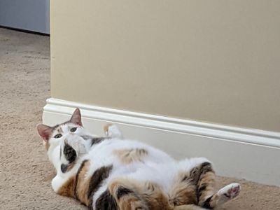 Милый котик 8